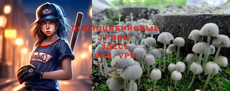 Псилоцибиновые грибы Psilocybe  omg рабочий сайт  Лермонтов 